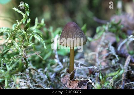 Mycena viridimarginata, Olivenkante Haube, Wildpilz aus Finnland Stockfoto