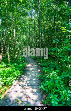 Gebogener Holzweg durch grünen Dschungel wie Dickicht von Bäumen in deutschen Wald Natur Landschaft Wanderparadies im Freien Stockfoto