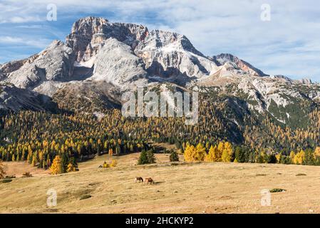 Drei Haflingerpferde grasen im Herbst auf der Alm Prato Piazza unterhalb des Monte Croda Rossa, Dolomiten, Südtirol, Italien Stockfoto