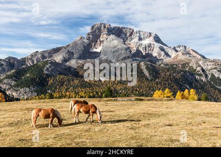 Drei Haflingerpferde grasen im Herbst auf der Alm Prato Piazza unterhalb des Monte Croda Rossa, Dolomiten, Südtirol, Italien Stockfoto