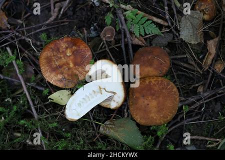 Psathyrella foetens, wie die STINKENDEN PSATHYRELLA oder stinkende Brittlegill, wilde Pilze aus Finnland bekannt Stockfoto