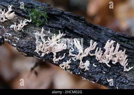 Lentaria byssiseda, ein Korallenpilz aus Finnland, der auf Eichenstämmen wächst, kein gebräuchlicher englischer Name Stockfoto