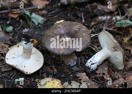 Russula nigricans, im Allgemeinen bekannt als schwärzender Brutlegill oder schwärzende Russula, wilder Pilz aus Finnland Stockfoto