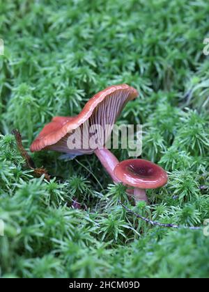 Lactarius sphagneti, ein Milchkappenpilz aus Finnland ohne gemeinsamen englischen Namen Stockfoto