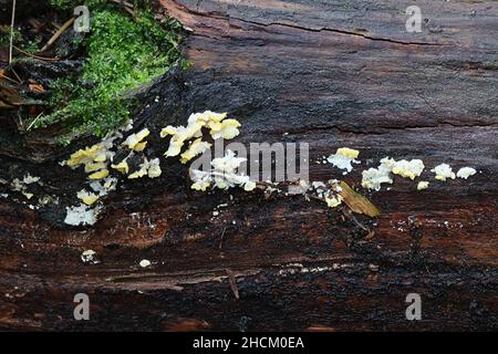 Antrodiella citrinella, auch Flaviporus citrinellus genannt, ein Polyporenpilz aus Finnland, kein gebräuchlicher englischer Name Stockfoto