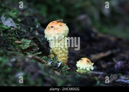 Pholiota Flammans, allgemein bekannt als die gelbe Pholiota, die flammende Pholiota, oder die Flamme scalecap, Wildpilz aus Finnland Stockfoto