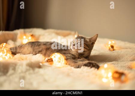 Entzückendes graues tabby Kätzchen schläft auf einer weichen Wolldecke auf einem Sofa, das mit Weihnachtslichtern geschmückt ist. Glücklich liebenswert Katze Haustier. Stockfoto