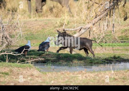 Warthog (Phacochoerus africanus) mit 2 afrikanischen Fischadlern (Haliaeetus vocifer). Unterer Zambezi-Fluss, Sambia, Afrika Stockfoto