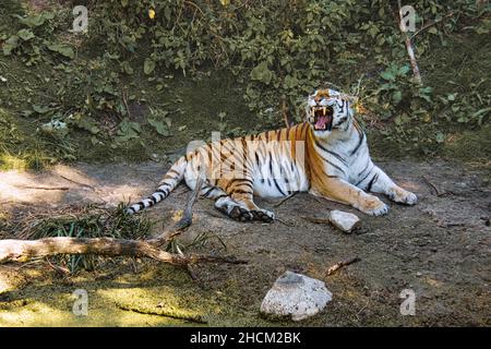 sibirischer Tiger gähnt entspannt auf einer Wiese. Kraftvolle Raubkatze. Die größte Katze der Welt und vom Aussterben bedroht Stockfoto