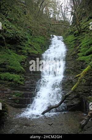 Wasserfall mit Wasserdurchbruch in der Nähe von New Radnor, Powys, Wales, Großbritannien. Stockfoto