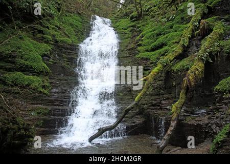 Wasserfall mit Wasserdurchbruch in der Nähe von New Radnor, Powys, Wales, Großbritannien. Stockfoto