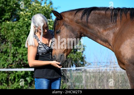 Ein kräftiges braunes Pferd wird vom Besitzer mit etwas Zucker füttert. Stockfoto