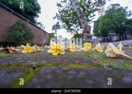 Frangipani blüht weiß und gelb plumeria spp. Fallen auf Pflastersteine Stockfoto