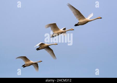 Singschwäne (Cygnus cygnus) im Flug, Caerlaverock WWT, Dumfries & Galloway, Schottland, Großbritannien Stockfoto