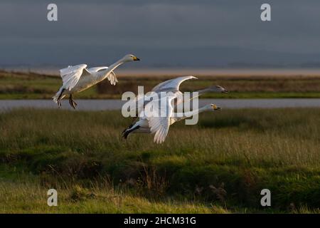 Singschwäne (Cygnus cygnus) im Flug, Caerlaverock WWT, Dumfries & Galloway, Schottland, Großbritannien Stockfoto