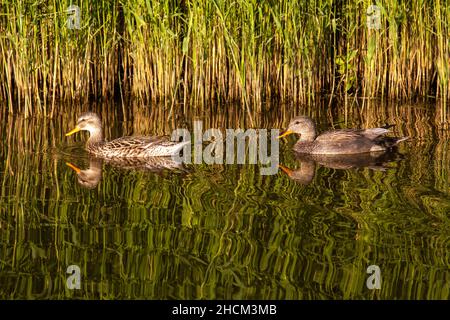 In einem reedsumpf schwimmende Enten Stockfoto