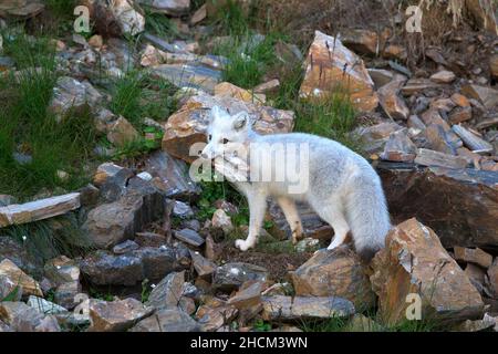 Polarfuchs auf einem felsigen Berg im norwegischen Archipel Svalbard Stockfoto