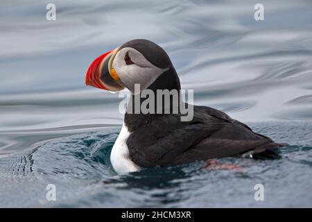 Nahaufnahme eines Paffins, der auf dem kalten Wasser von Svalbard in Norwegen schwimmt Stockfoto