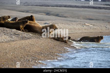 Walrossgruppe, die am Ufer der Svalbard-Gewässer in Norwegen liegt Stockfoto