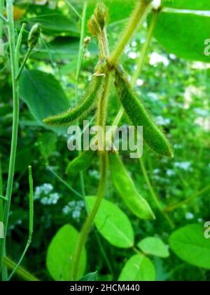 Junge grüne Schoten von Sojabohnen der Sorte auf dem Stamm einer Pflanze in einem Garten in Sibirien Russland. Selektiver Fokus. Stockfoto