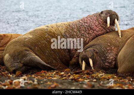 Walrosse liegen zusammen am Ufer von Svalbard, Norwegen Stockfoto