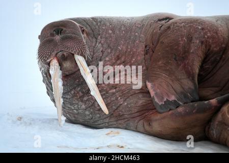 Walross mit langen Stoßzähnen, auf einem schwimmenden Eis in Svalbard, Norwegen, liegend Stockfoto