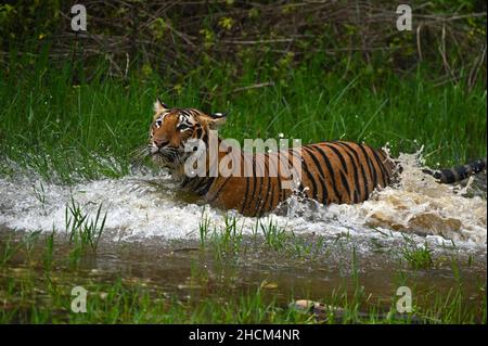 Niedlicher Tiger überquert einen Fluss in einem Dschungel Stockfoto