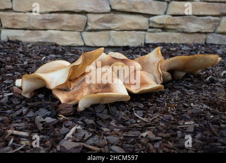 Nahaufnahme von Märchenpilzen, die auf dem Boden vor einer Ziegelmauer wachsen Stockfoto