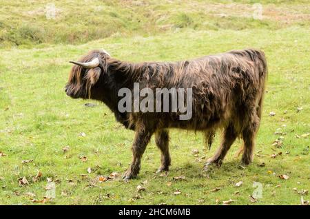 Langhaarige West-Hochlandrinder, Bos (primigenius) taurus, schottische Kuh Stockfoto