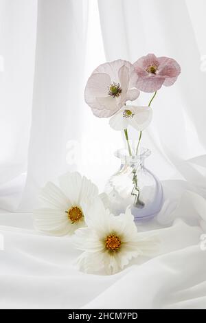 Vase aus Mohnblumen mit Kosmos Stockfoto