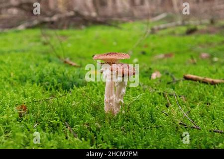 Nahaufnahme einer Gruppe von zwei Pilzen, die von Moos umgeben sind, die auf dem Boden in einem Wald wachsen Stockfoto