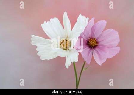 Rosa und Weiß Cosmos Blumen Stockfoto