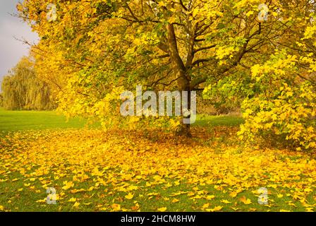 Herbstblätter uk Herbstbäume Herbst uk Bäume mit Herbstblättern Bäume mit Herbstfarben Toton Nottinghamshire England gb Europa Stockfoto