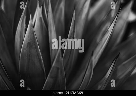 Graustufenaufnahme der Agave tequilana, die in einem Garten mit verschwommenem Hintergrund wächst Stockfoto