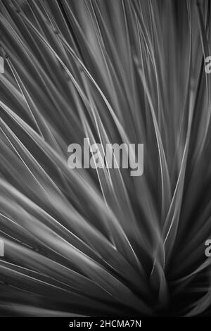 Graustufenaufnahme der Agave tequilana, die bei Tageslicht in einem Garten wächst Stockfoto