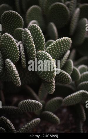 Vertikale Aufnahme des Kaktus der Hasenohren, der bei Tageslicht in einem Garten wächst, mit verschwommenem Hintergrund Stockfoto