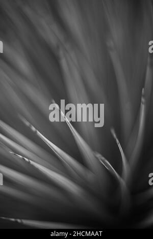 Graustufenaufnahme der Agave tequilana, die bei Tageslicht in einem Garten wächst Stockfoto