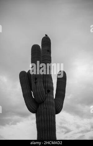 Graustufenaufnahme des saguaro Kaktus, der auf einem Feld unter einem bewölkten Himmel wächst Stockfoto