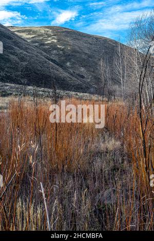 Entlang des Umtanum Creek Trail, WA Stockfoto