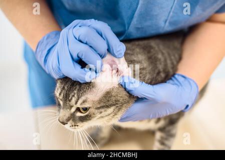 Tierarzt untersucht das Ohr einer Katze Stockfoto