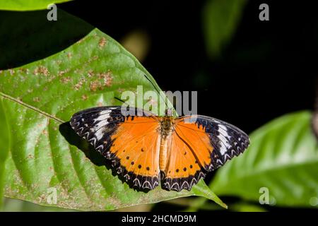 Der männliche Leopardschnäffer (Cethosia cyane) ist eine Art von heliconiinem Schmetterling, der von Indien bis nach Südchina und Indochina gefunden wird. Stockfoto