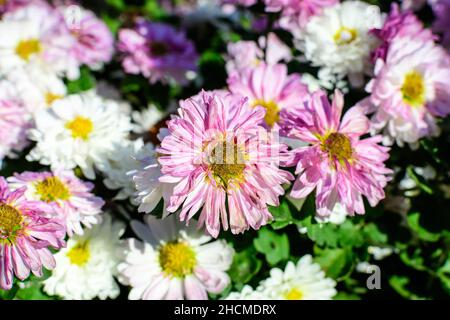 Viele lebendige rosa und weiße Chrysanthemum x Morifolium Blumen in einem Gartentopf in einem sonnigen Herbsttag, schöne bunte Outdoor-Hintergrund fotografiert Stockfoto