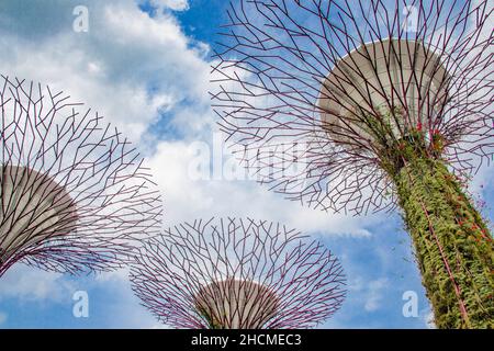 Supertrees sind die 18 baumarchigen Strukturen in Garden by the Bay Singapore, die die Landschaft der Gärten dominieren Stockfoto