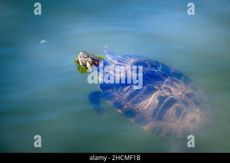 Eine Schildkröte, die an einem sonnigen Sommertag in schmutzigem, grünem Wasser in einem See schwimmt Stockfoto