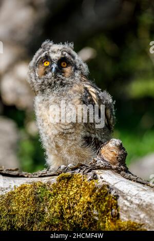 Langohrkauzenküken Stockfoto