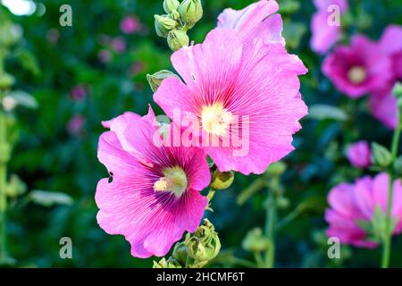 Eine zarte, rosa magentafarbene Blume der Althaea officinalis Pflanze, die an einem sonnigen Sommertag in einem britischen Garten im Landhausstil als Sumpfmalbe bekannt ist, Stockfoto