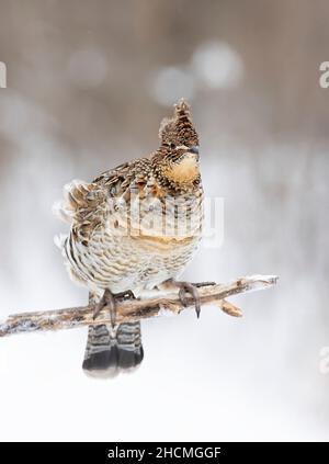 Im Winter in Ottawa, Kanada, auf einem kleinen Zweig Stockfoto