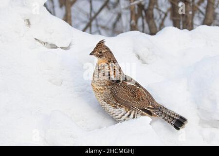 Im Winterschnee in Ottawa, Kanada, wandern die Muschelhühner herum Stockfoto