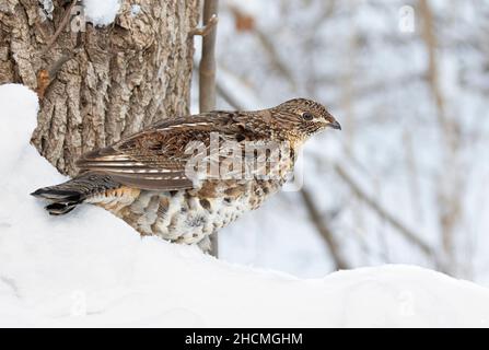 Im Winterschnee in Ottawa, Kanada, wandern die Muschelhühner herum Stockfoto