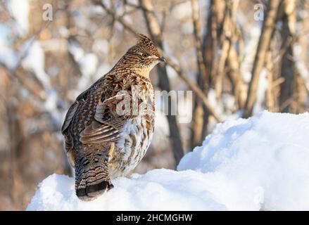 Im Winterschnee in Ottawa, Kanada, wandern die Muschelhühner herum Stockfoto